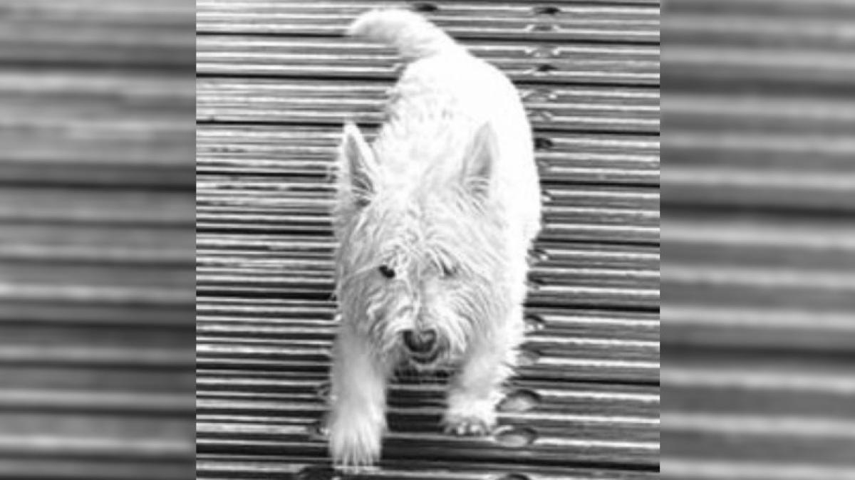 Blind en doof hondje Marlowe na dagen zoeken dood gevonden in sloot