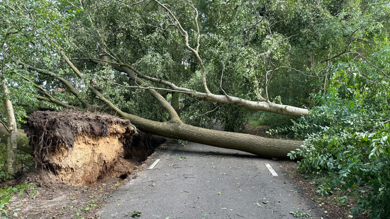 Omgewaaide bomen over de Egelshoek