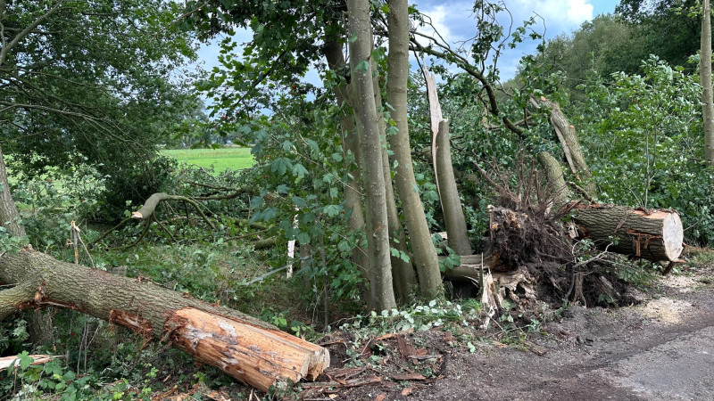 Bomen knappen als lucifers