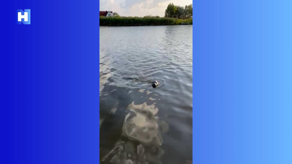 Opnieuw zwemt er een zeehond door de provincie, nu in Broek op Langedijk
