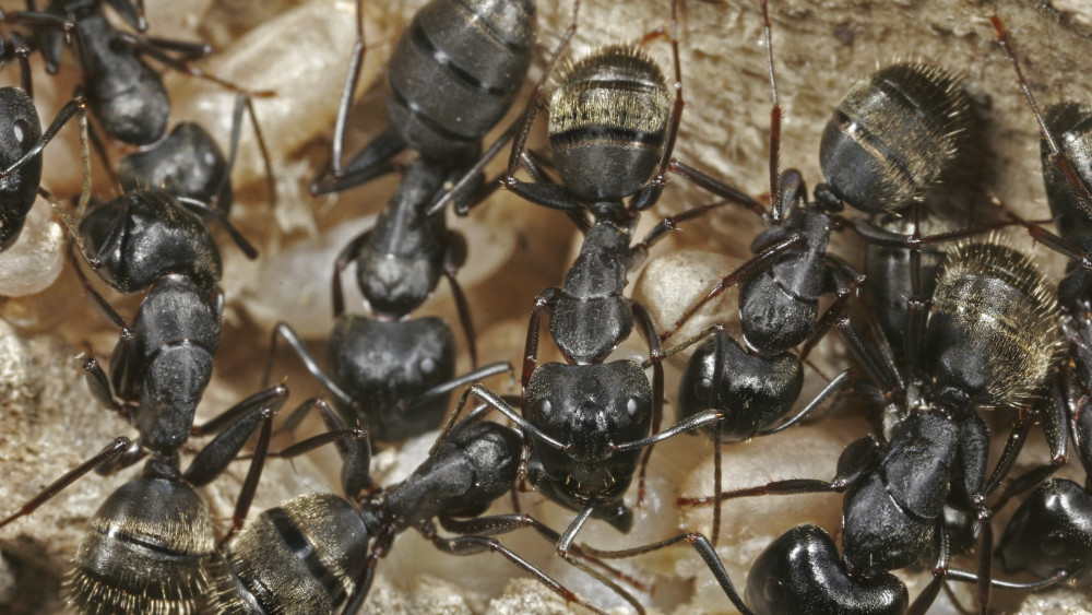Door hitte nemen insectenplagen toe: "Ze doen het uitstekend met dit weer"