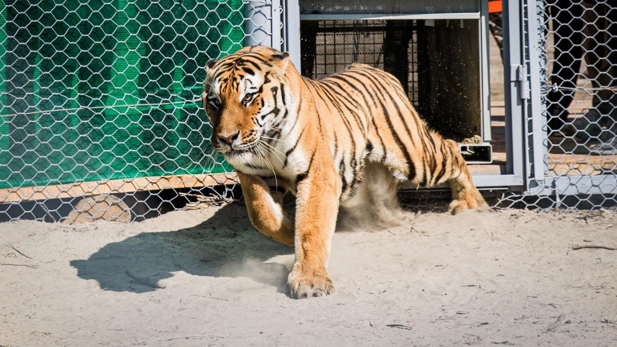 Tijgers uit Anna Paulowna vermaken zich in Kazachse sneeuw