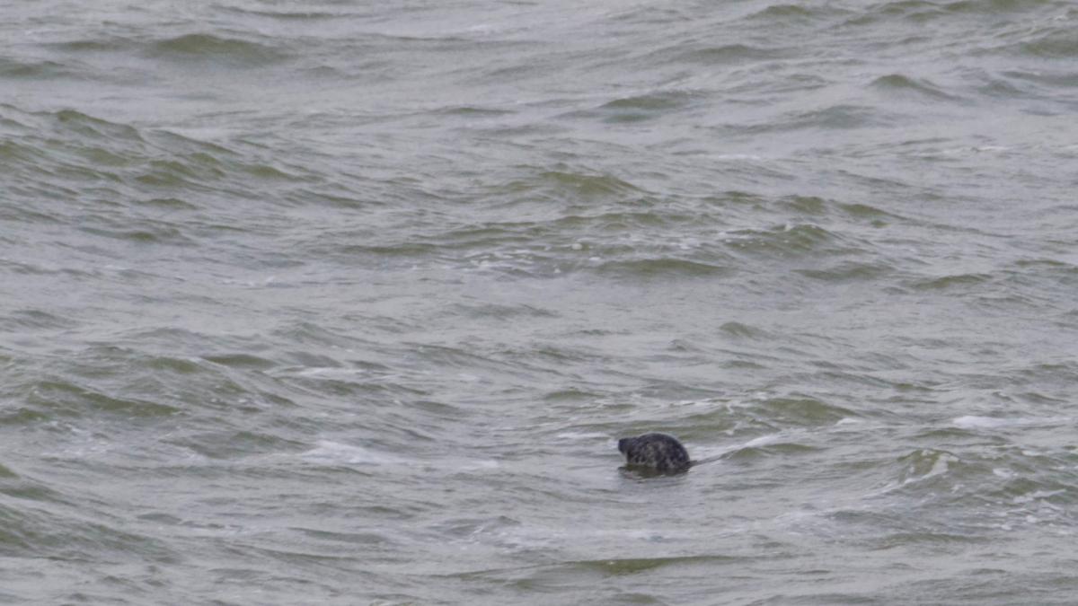 Wandelaar gelooft eigen ogen niet, maar ziet toch écht een zeehond in het IJsselmeer