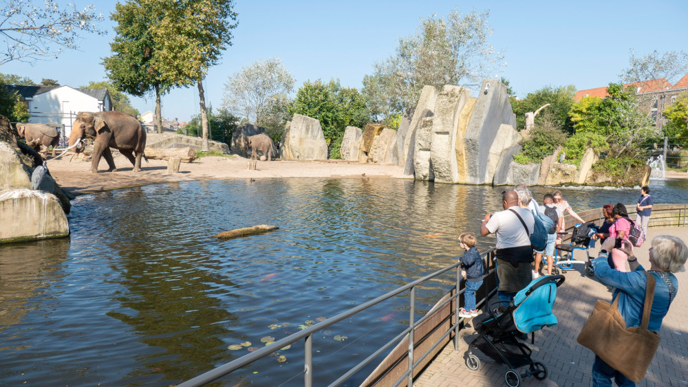 Artis pleased with new zoo regulations: "Easier and faster to improve animal welfare"