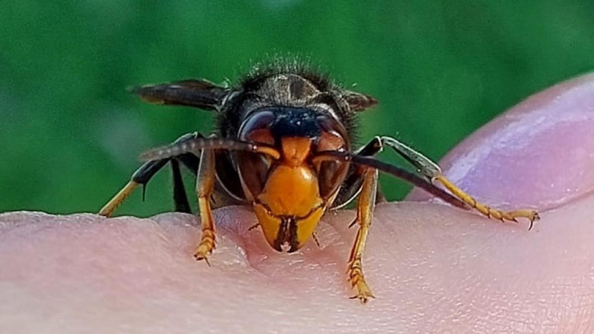 Bennebroek is nog steeds niet af van terrorwesp: ''Hoornaar heel hardnekkig''