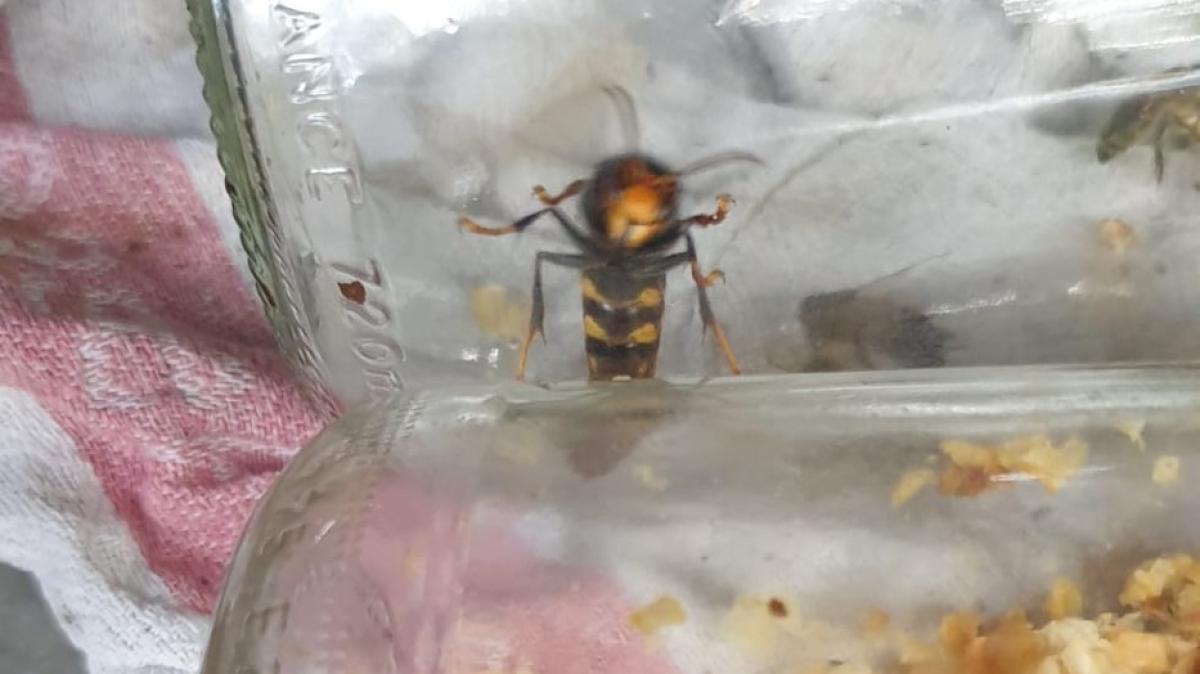 Nieuwe aanval van terrorwespen dreigt, imker Pim is op zijn hoede