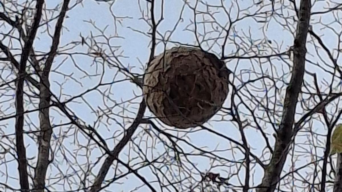 Imkers kammen de straten van Bennebroek uit: speurtocht naar nest van de terrorwesp