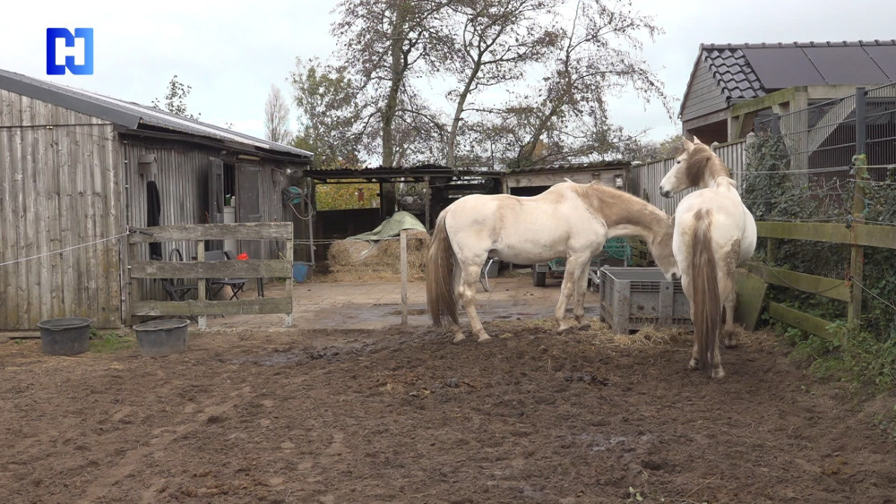 Paardenasiel van Patricia in de knel, wie heeft een nieuwe vaste locatie?