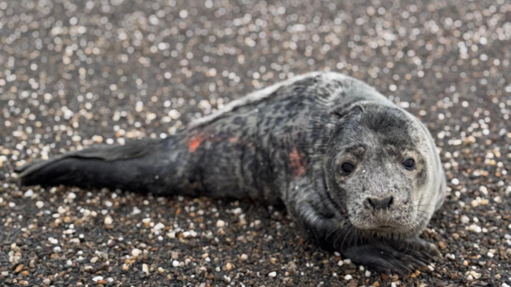 'Houd afstand van de zeehond', waarschuwt Ecomare