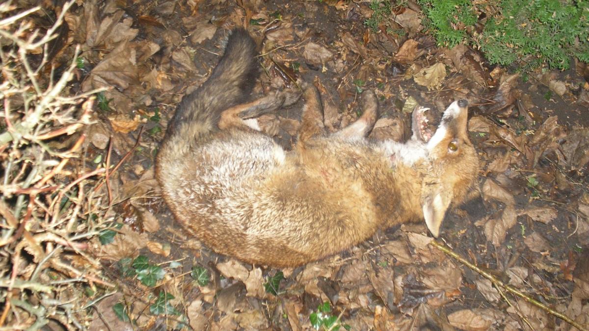 Lisserbroekse boer vecht tegen 'vossenplaag', maar is daar wel sprake van?