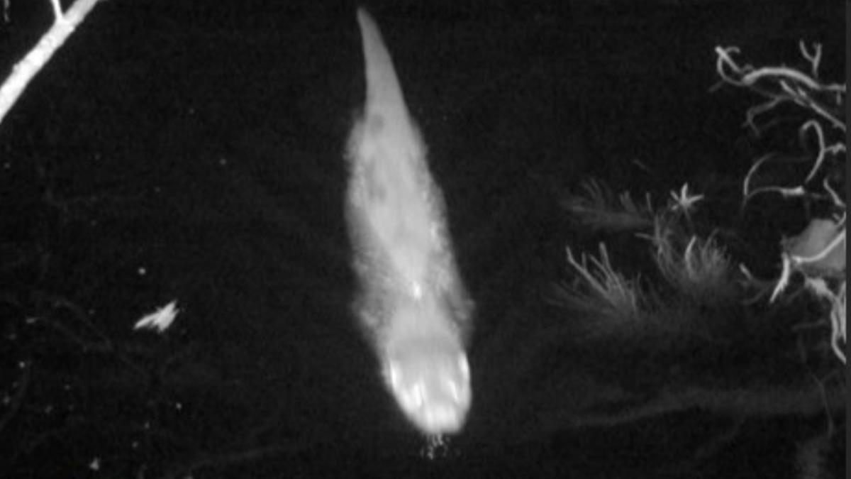 Wildcamera toont otter langs IJsselmeerkust, locatie blijft geheim