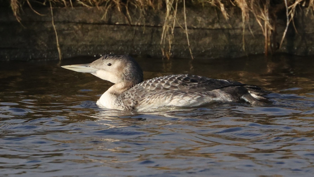 Poolvogel in de polder trekt internationaal publiek