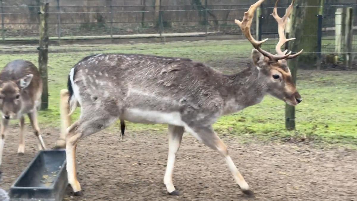 Hert Rambo bewijst soms is het gras écht groener aan de overkant NH Nieuws