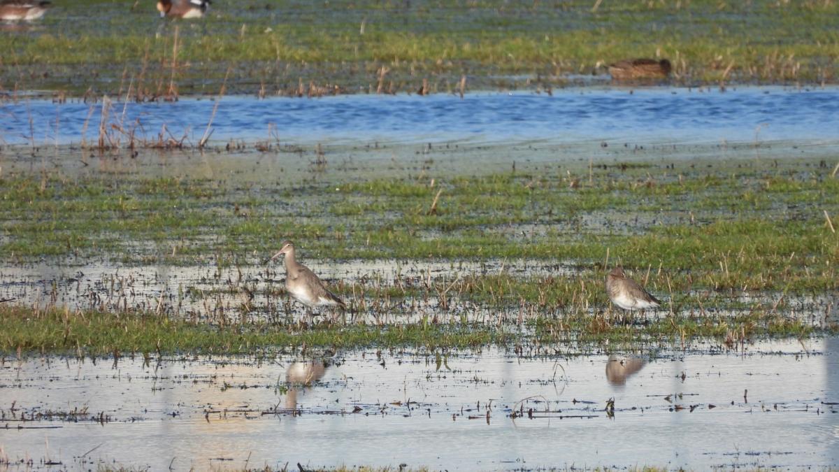 Eerste grutto's gesignaleerd: voorbode van het voorjaar bij Ouderkerk