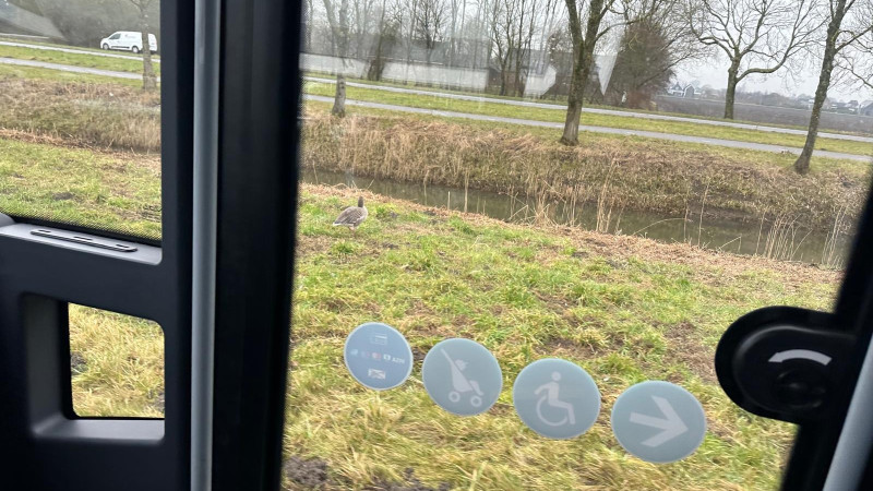 Op zoek naar de zwarte haan langs de busbaan in De Kwakel