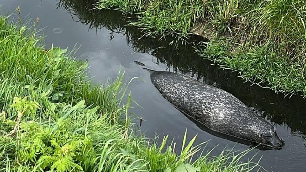 Zeehond duikt op in sloot bij Julianadorp