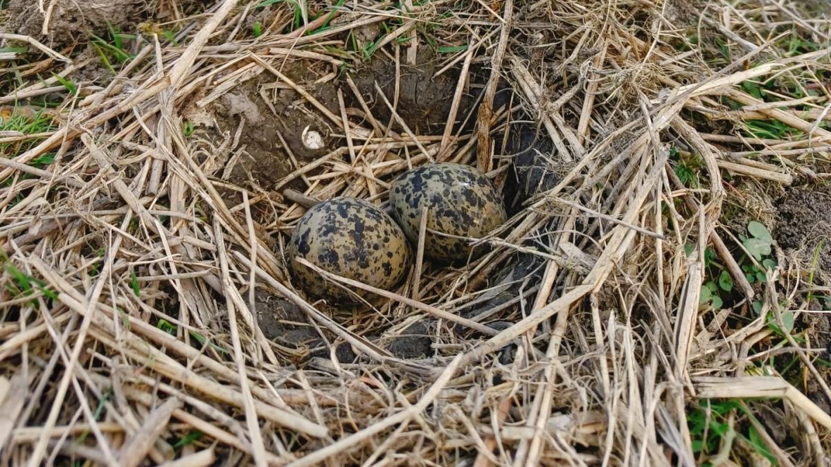 Lente nu echt begonnen in onze provincie, eerste kievitsei gevonden op Marken