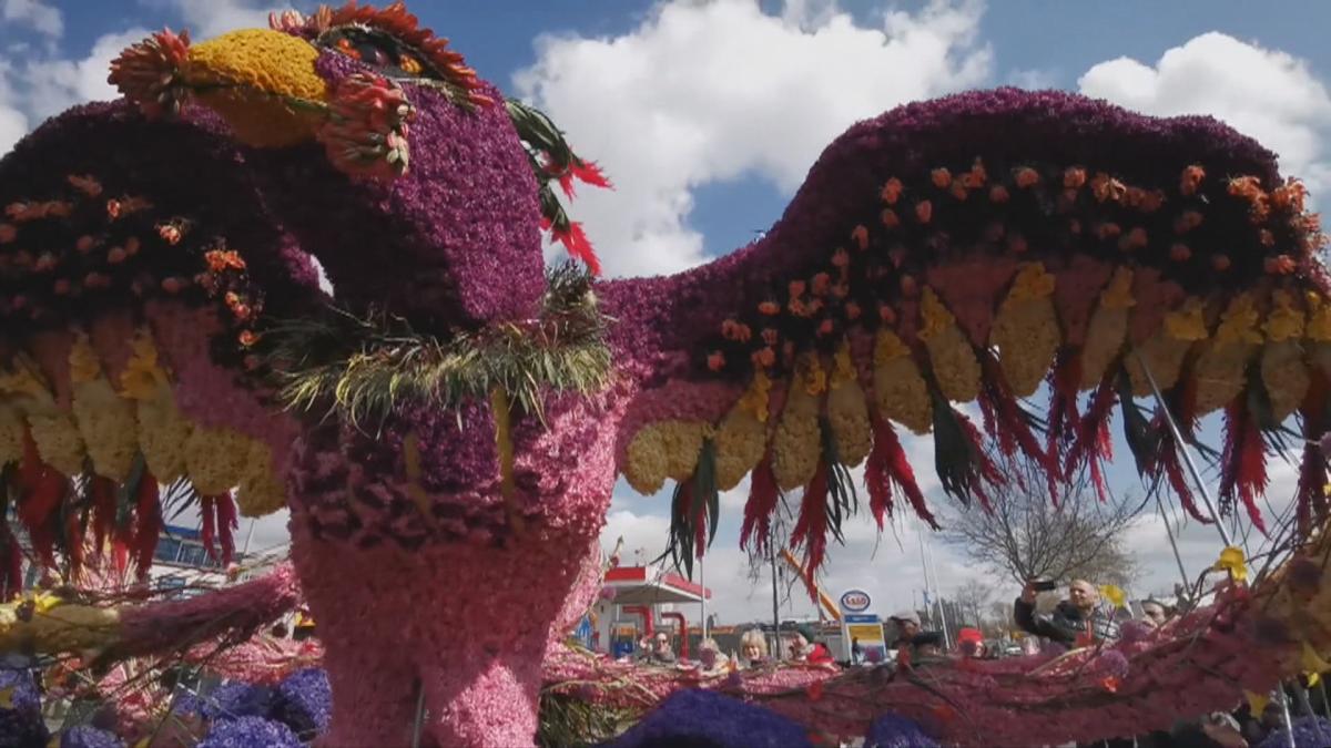 Kijk live mee: Bloemencorso trekt door Noord-Holland
