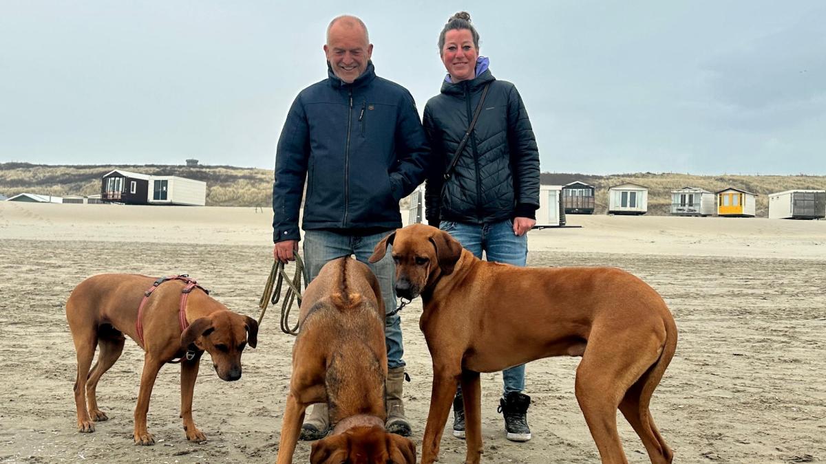 Wijk aan Zee verdeeld over paarden- en hondenpoep: wat ruim je op?