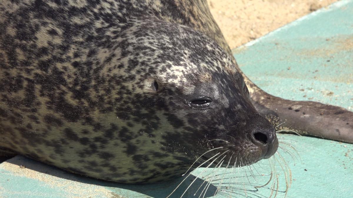 Verhuisbericht: zeehonden Selma en Tjark hebben nieuw bassin gevonden in Anna Paulowna