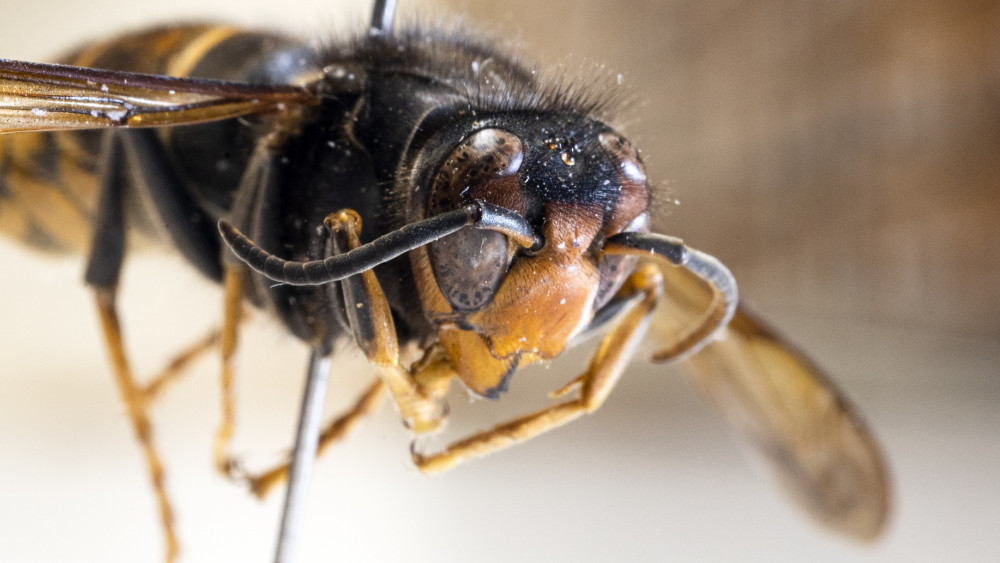 Hoornaarsnest in je tuin laten verwijderen? In 2026 betaal je waarschijnlijk zelf de rekening