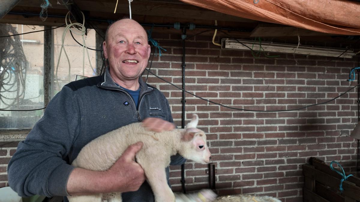 Schaap krijgt tot grote schrik van boer vijf lammetjes