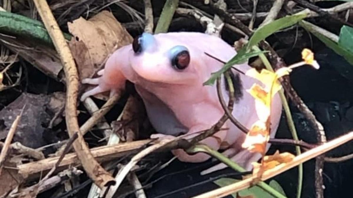 Uiterst zeldzame kikker gespot in Julianadorp: 