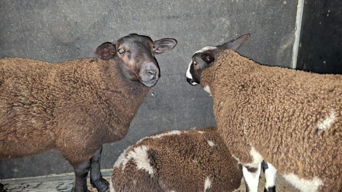 Pootjes aan elkaar en bekjes dicht met tape: schapen aangetroffen in kofferbakken