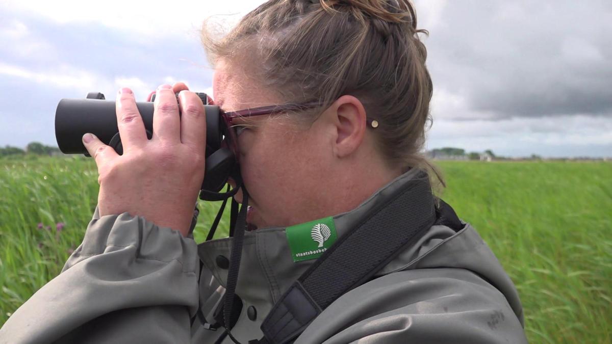 Op zoek naar het zeldzame baardmannetje tijdens 'wandelen over water'