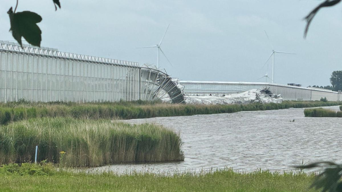 Grote ravage: negen hectare aan kassen ingestort bij tomatenbedrijf Middenmeer