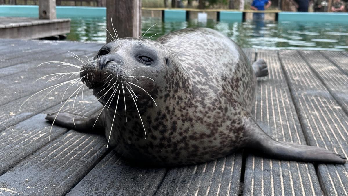 Waddenbelevenis op dierenpark Hoenderdaell helemaal af: "Het wordt super!"