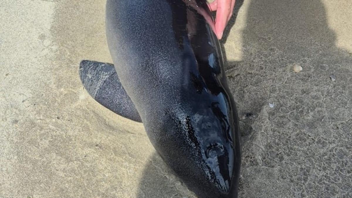Sterk vermagerd bruinviskalfje gevonden op Texel • Oorlogsmonument Egmond aan Zee beklad