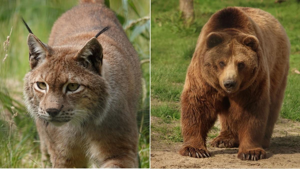 Dierenpark Hoenderdaell neemt afscheid van twee iconen