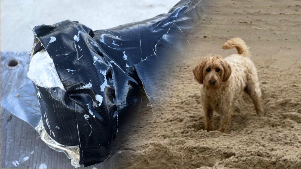 Hondje Snoet doet mysterieuze vondst op Bergens strand