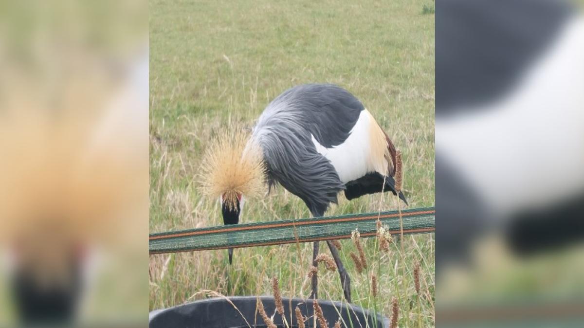 Bekende hotelfamilie probeert ontsnapte kraanvogel te vangen: 