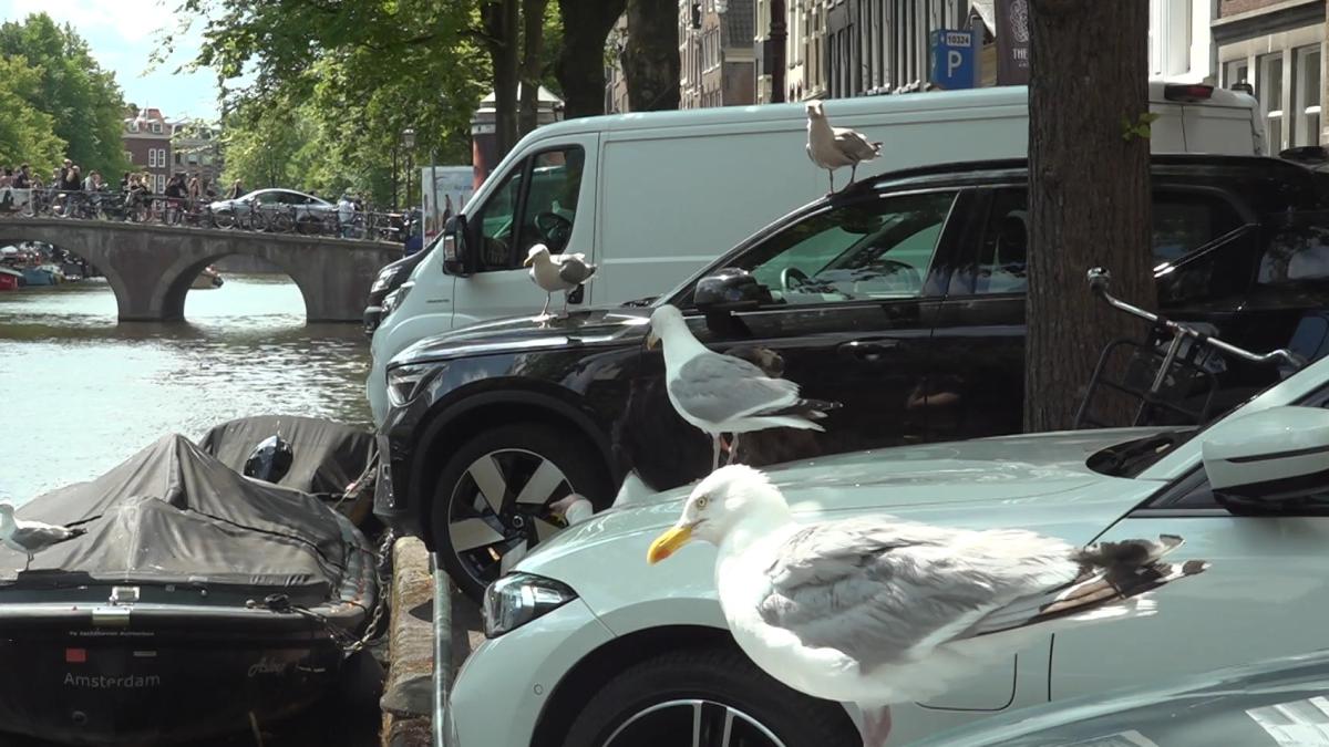 Brutale meeuwen niet meer weg te denken uit Amsterdam: 