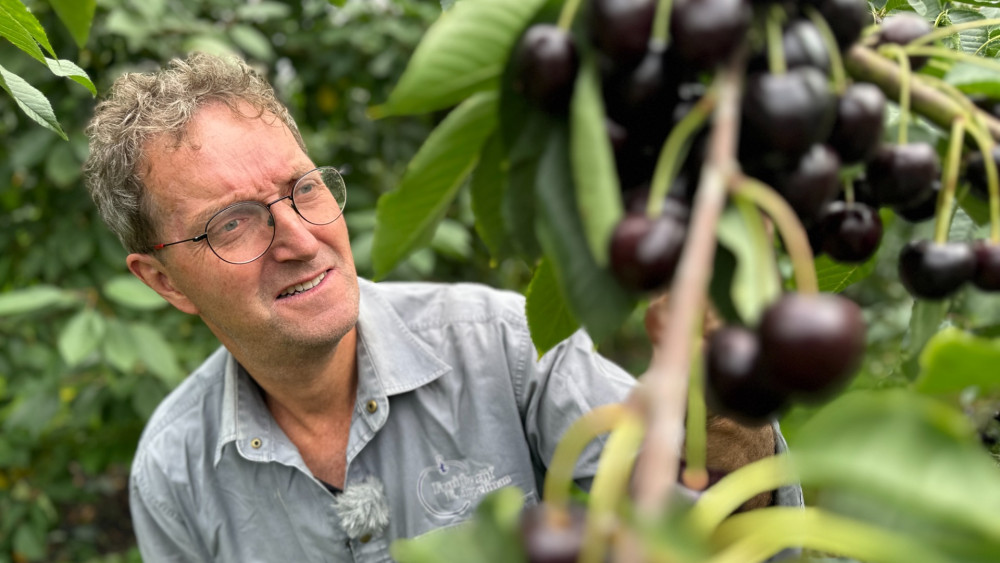Kwaad kersen eten door suzuki-fruitvlieg: "Zonder bestrijdingsmiddel geen kersen"