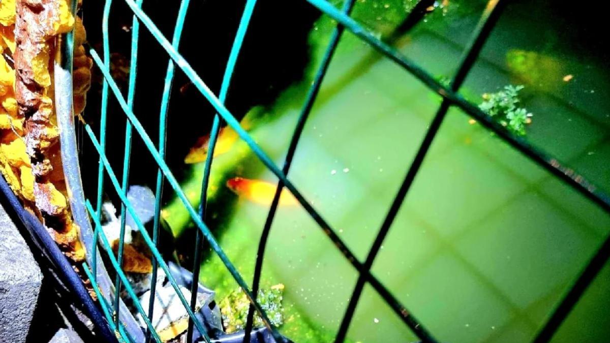 Dierenpolitie redt vissen uit te hete vijver • Kiosken Amsterdamse Bos geteisterd door inbraken