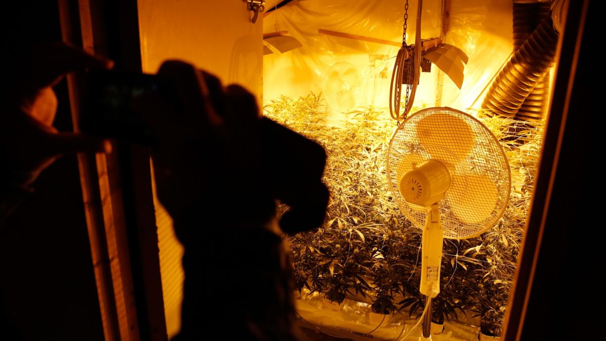 Hennepkwekerij met honderden planten opgerold in Beverwijk