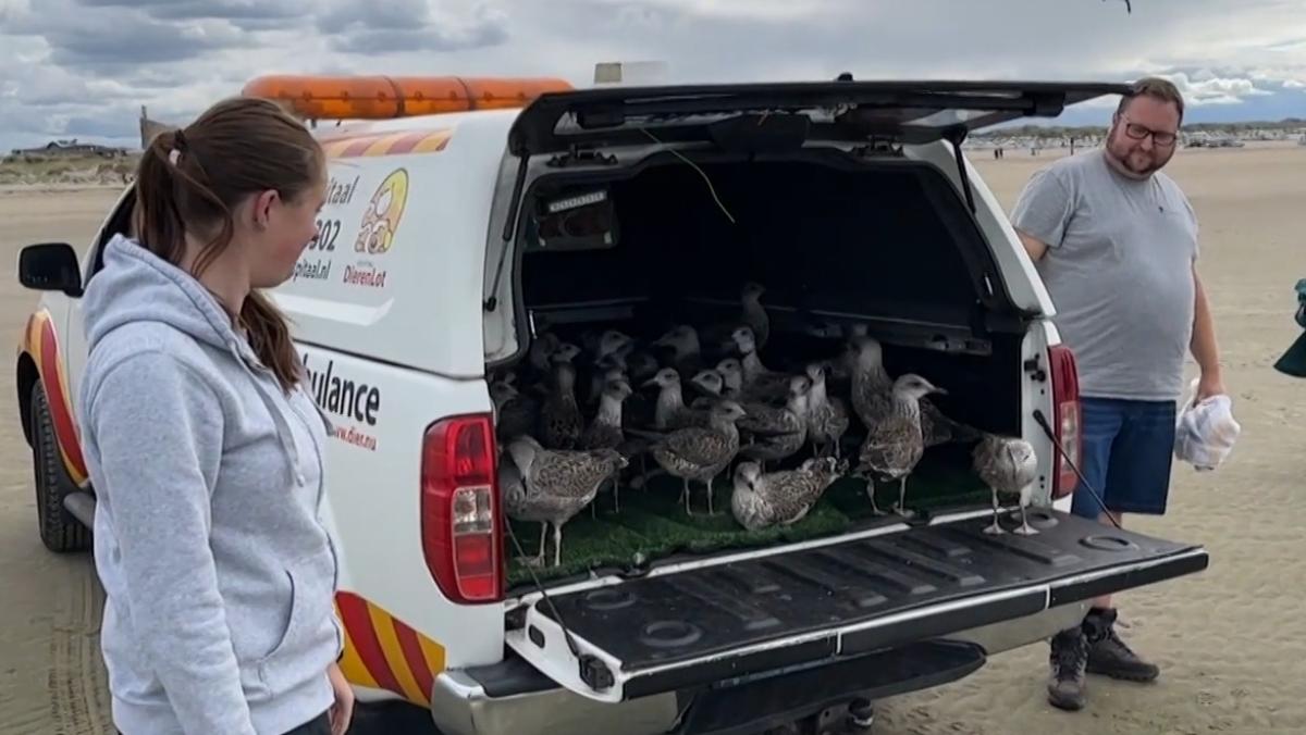 Tientallen opgelapte meeuwen vliegen op strand van IJmuiden de vrijheid tegemoet