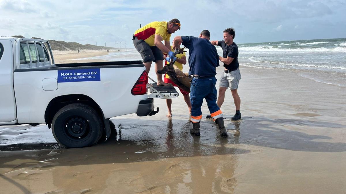 Opmerkelijk: hert gevonden op strand Heemskerk