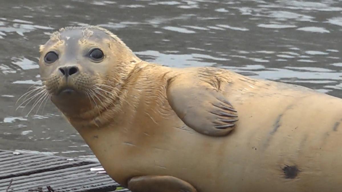 Zeehond ook vandaag gespot bij Park Somerlust • Wijkagenten Anna Paulowna vinden 'lichaam'