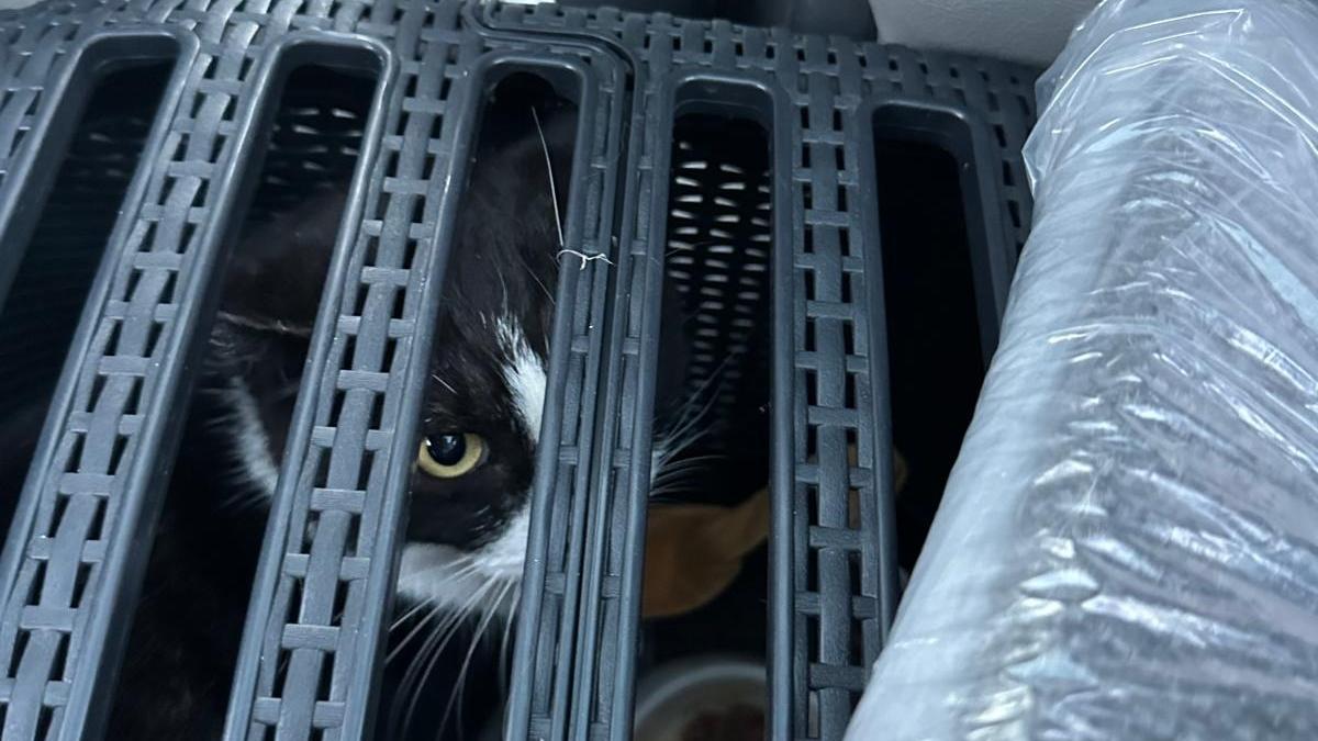 Maar liefst acht brandweermannen redden ontsnapte kat Adtje uit auto