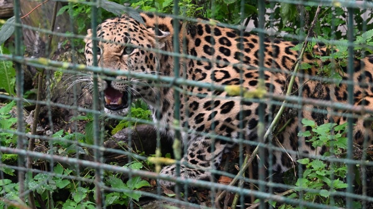Panter en poema's naar Anna Paulowna na dodelijke aanval in Slowakije