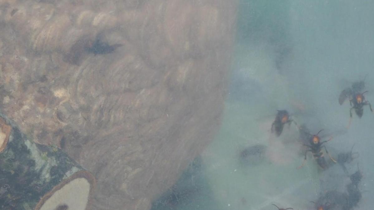 Zoveelste nest van Aziatische hoornaar 'net op tijd' geruimd