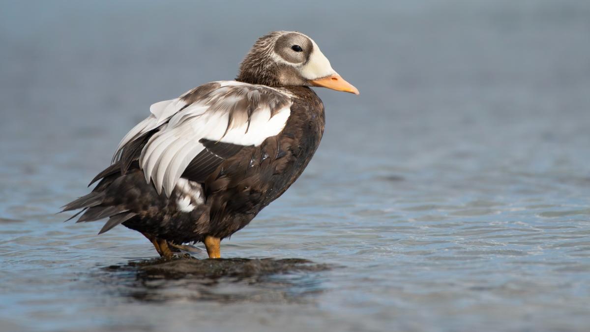 Brileider terug op Texel: "Verwacht veel vogelliefhebbers op het eiland"