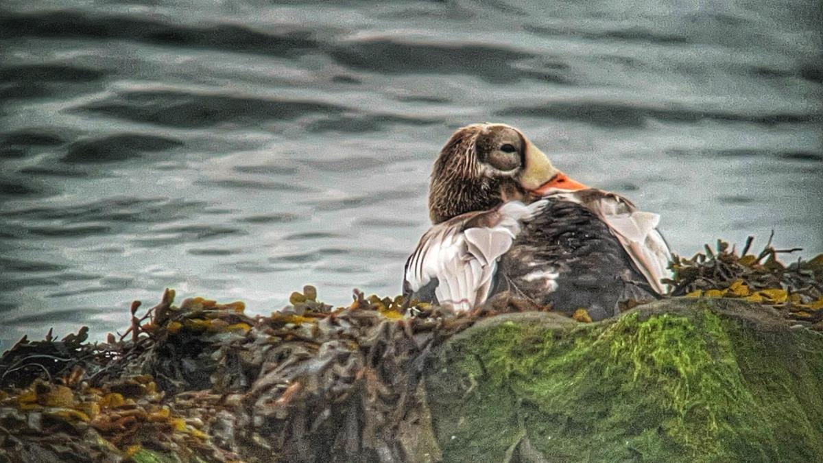 Zeldzame brileider herstelt wonderbaarlijk bij opvang Ecomare Texel