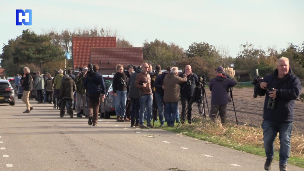 Verkeerschaos op Texel door bijzondere vogel