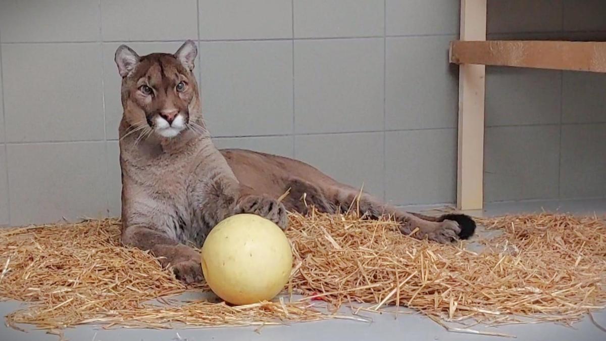 Poema's Ozzy en Shanel en panter Nero klaar voor nieuwe start bij Stichting Leeuw