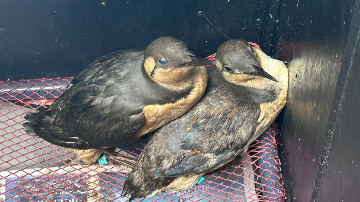 Nog steeds nieuwe met olie besmeurde vogels gevonden, maar piek lijkt voorbij